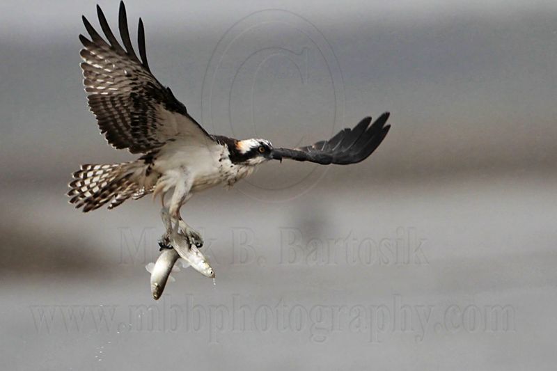 _MG_5093 Osprey.jpg