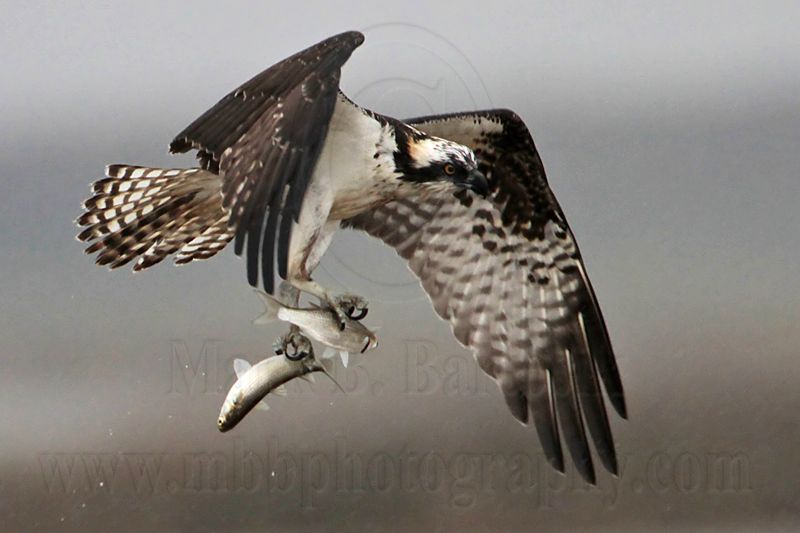 _MG_5095 Osprey.jpg