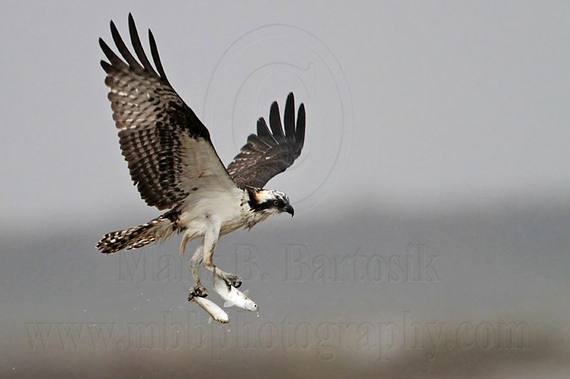 _MG_5096 Osprey.jpg