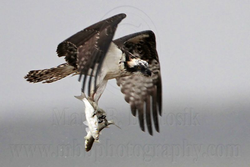 _MG_5097 Osprey.jpg