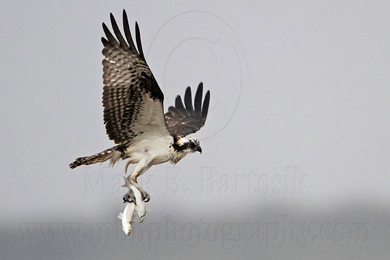 _MG_5098 Osprey.jpg