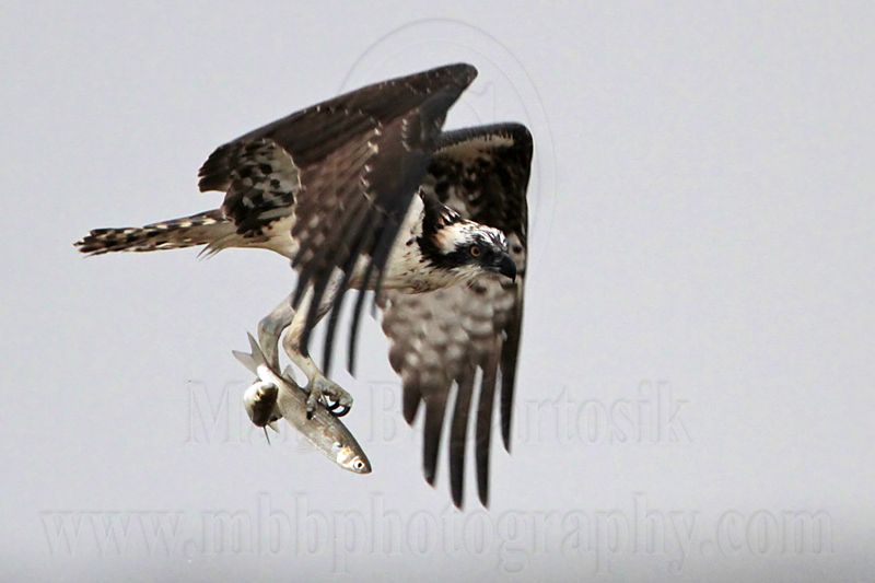 _MG_5099 Osprey.jpg