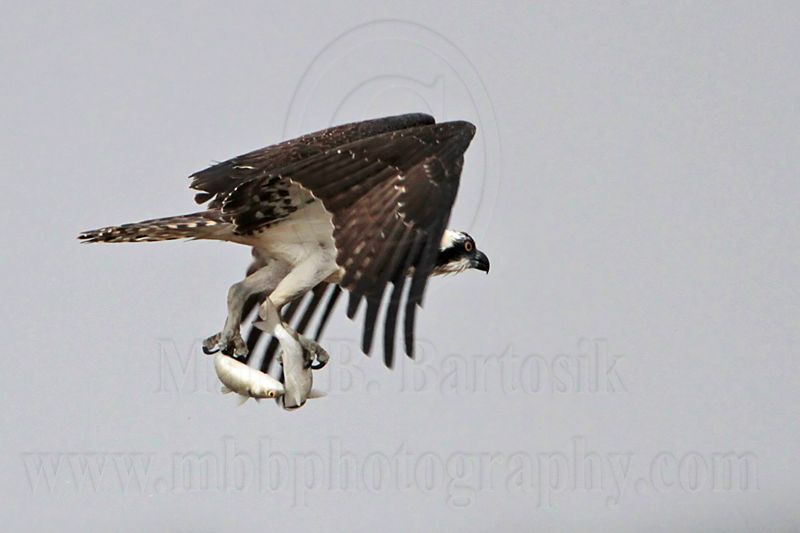 _MG_5105 Osprey.jpg