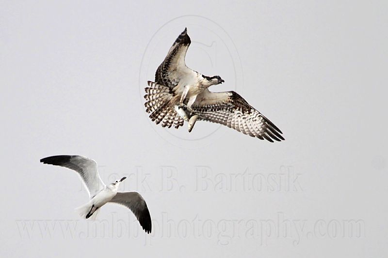 _MG_5139 Osprey & Laughing Gull.jpg