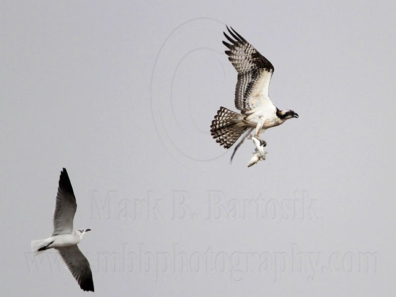 _MG_5143 Osprey & Laughing Gull.jpg