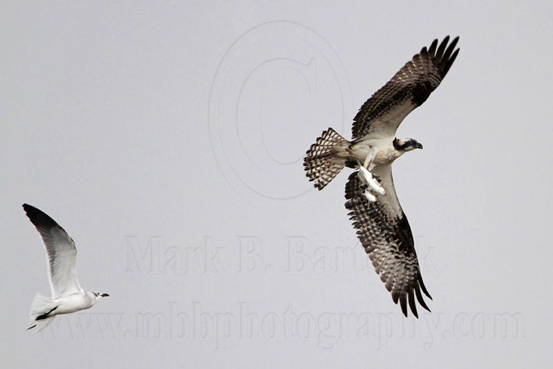 _MG_5144 Osprey & Laughing Gull.jpg