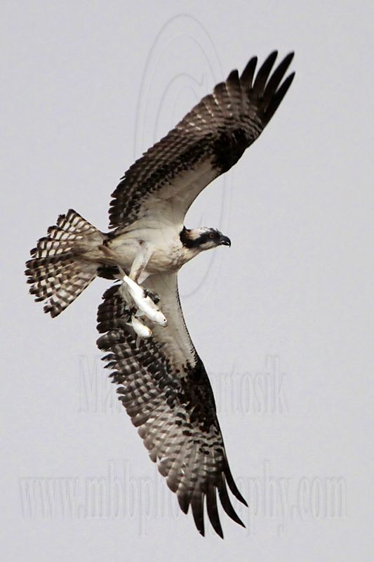 _MG_5144 crop Osprey.jpg