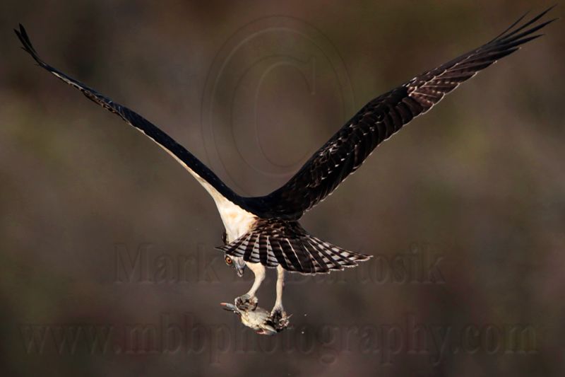 _MG_3077 Osprey.jpg