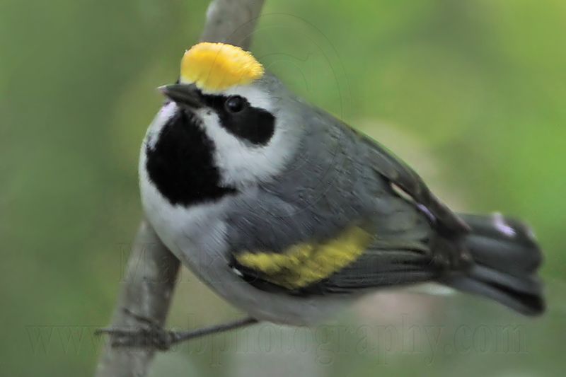 _MG_6978 Golden-winged Warbler.jpg