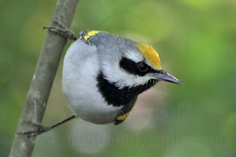 _MG_6988 Golden-winged Warbler.jpg