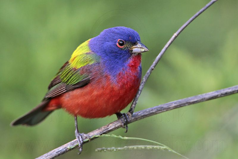 _MG_0220 Painted Bunting.jpg