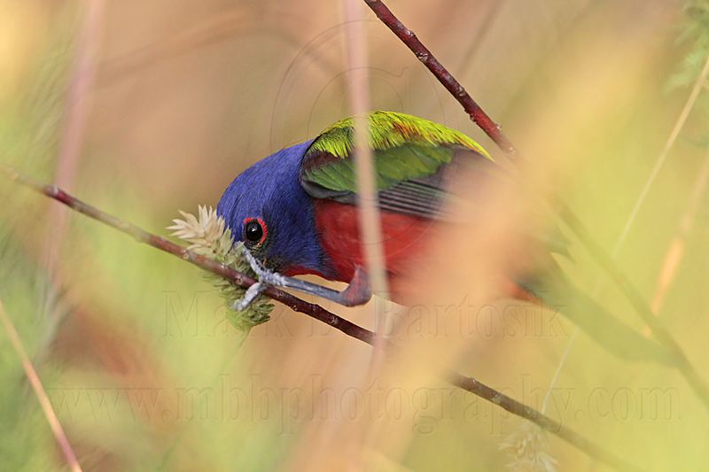 _MG_7658 Painted Bunting.jpg