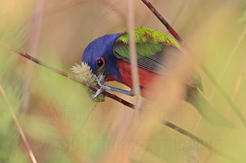 _MG_7701 Painted Bunting.jpg