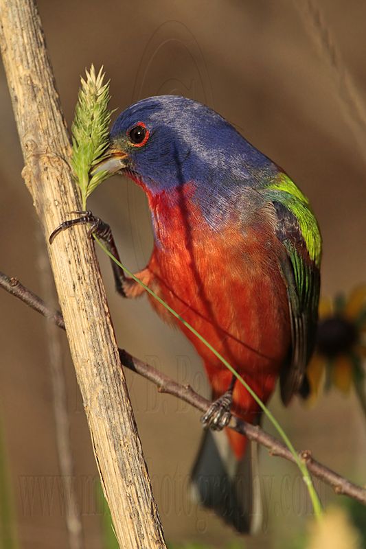 _MG_7938 Painted Bunting.jpg
