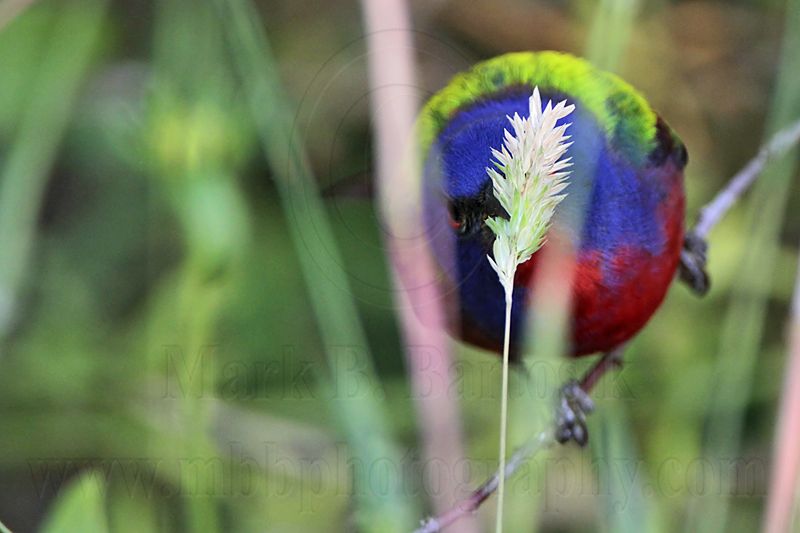 _MG_8348 Painted Bunting.jpg