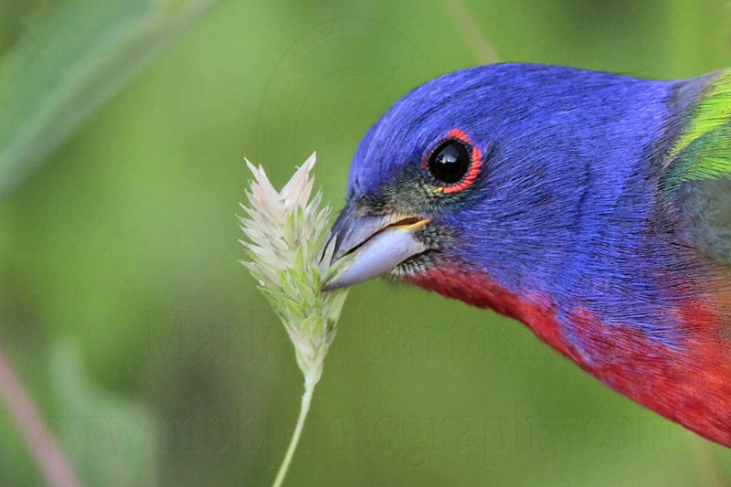 _MG_8557 Painted Bunting.jpg