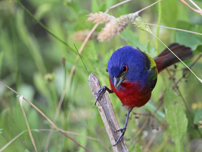 _MG_8676 Painted Bunting.jpg