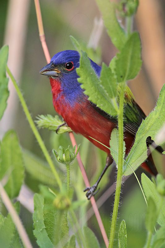 _MG_8858 Painted Bunting.jpg