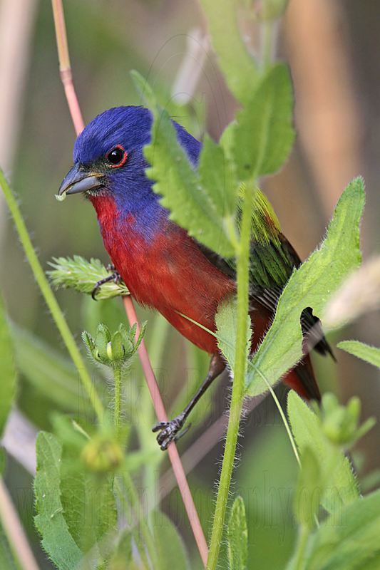 _MG_8880 Painted Bunting.jpg