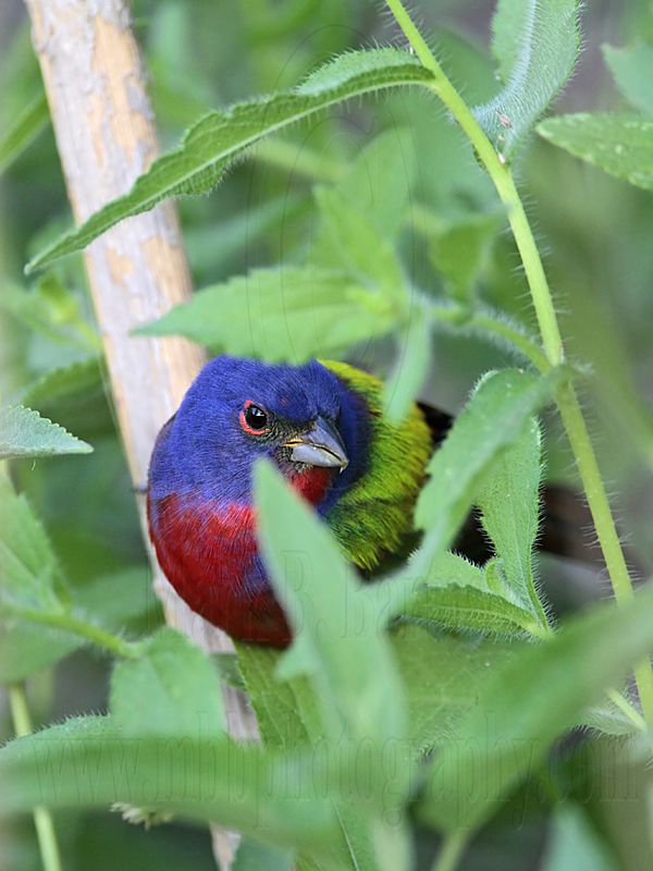 _MG_9389 Painted Bunting.jpg