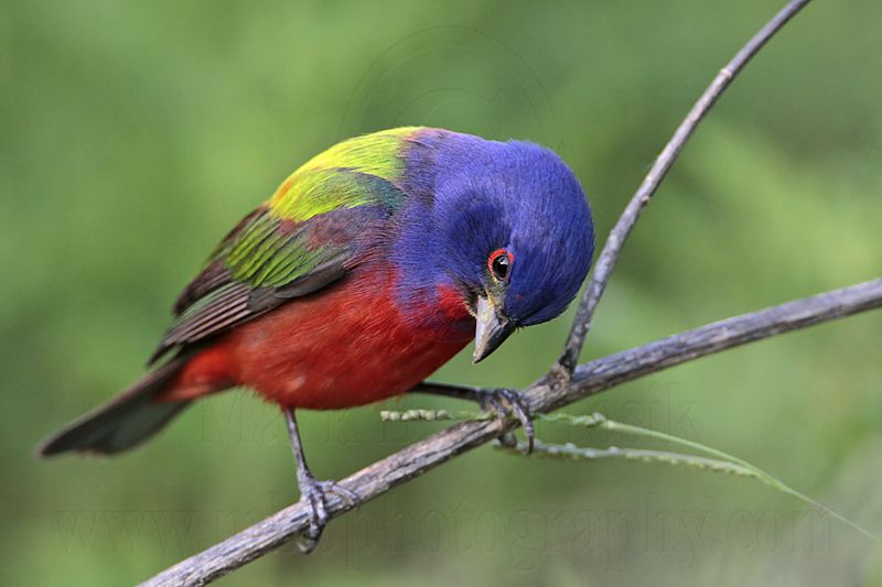 _MG_9959 Painted Bunting.jpg