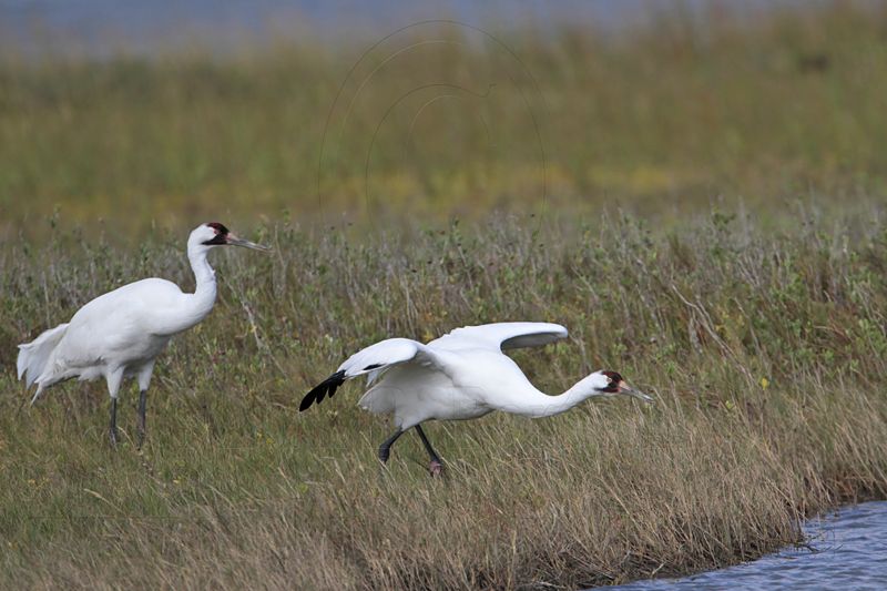_MG_0682 Whooping Crane.jpg