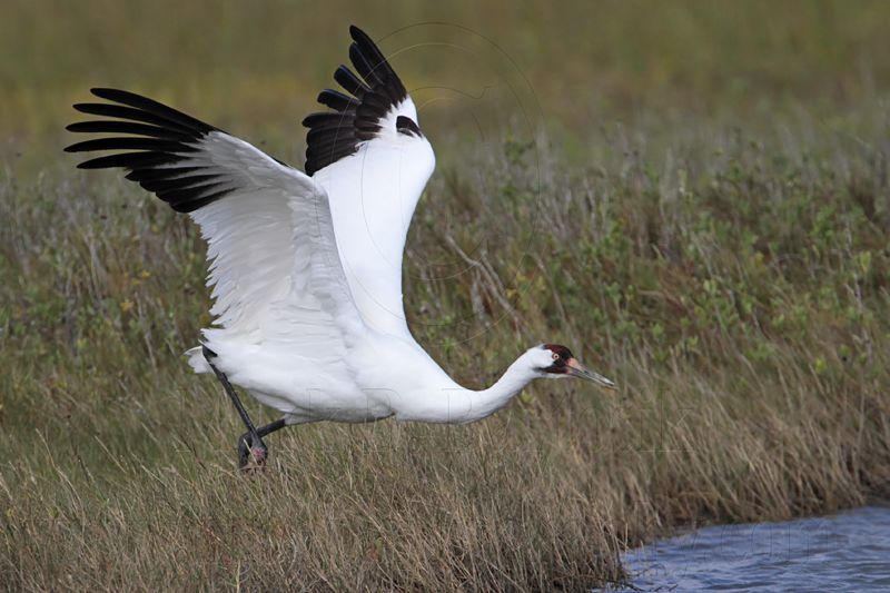 _MG_0684 Whooping Crane.jpg