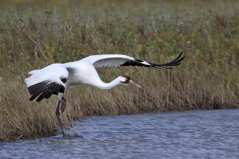 _MG_0686 Whooping Crane.jpg