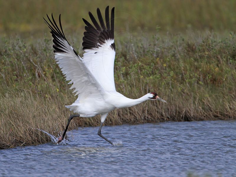_MG_0687 Whooping Crane.jpg