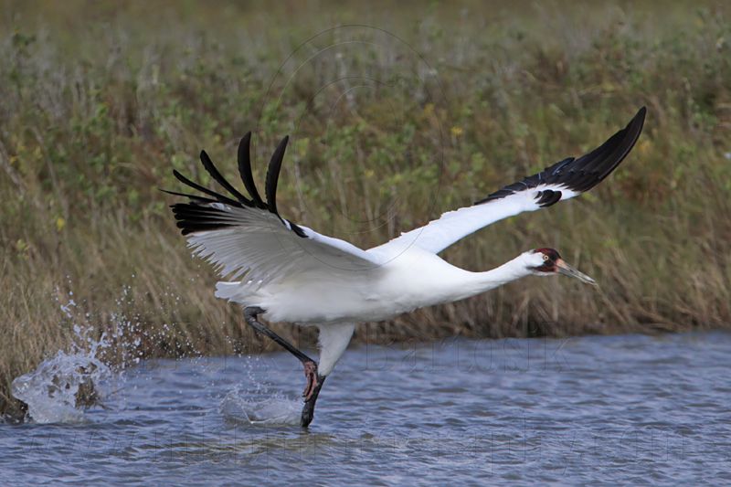 _MG_0688 Whooping Crane.jpg