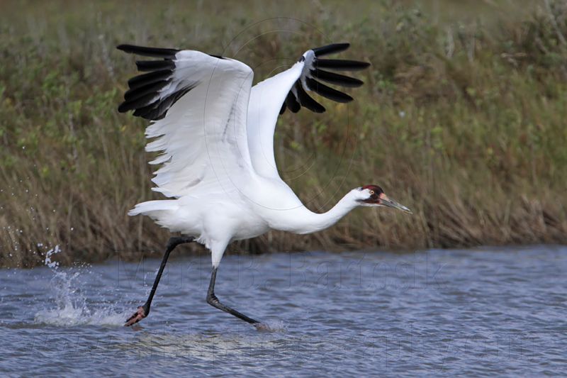 _MG_0689 Whooping Crane.jpg