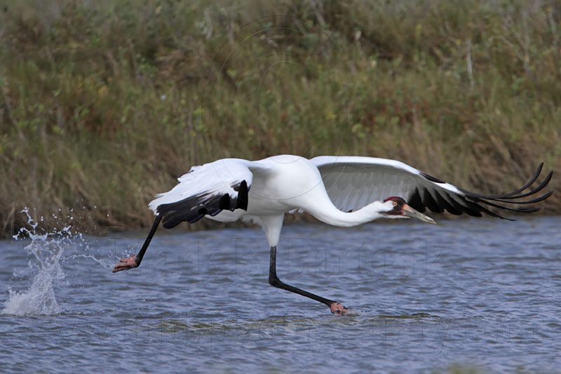 _MG_0691 Whooping Crane.jpg