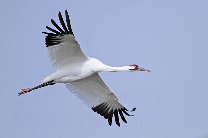 _MG_0720 Whooping Crane.jpg