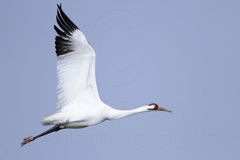 _MG_0724 Whooping Crane.jpg