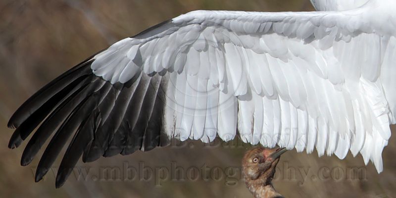 _MG_5459crop Whooping Crane right wing.jpg