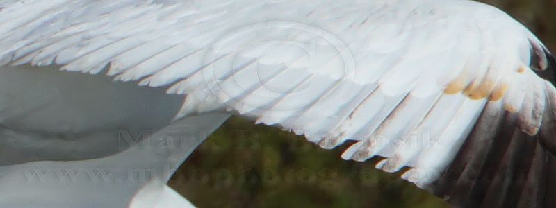 _MG_9214CROP2 Whooping Crane right wing.jpg