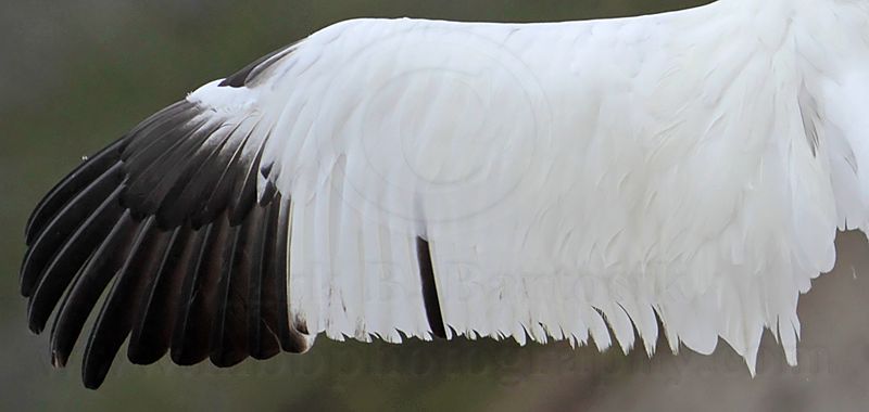 _MG_5334 Whooping Crane leftt wing.jpg