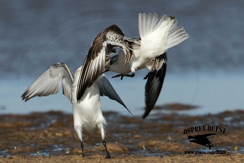 _MG_6512 Sanderling.jpg