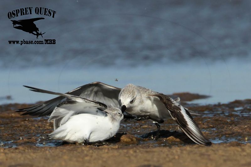 _MG_6514 Sanderling.jpg