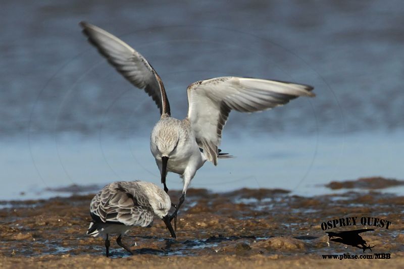 _MG_6518 Sanderling.jpg