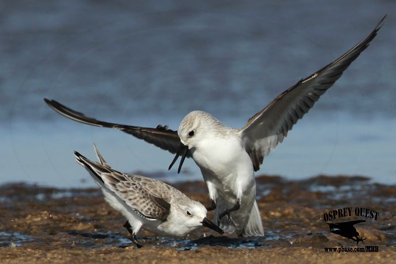 _MG_6519 Sanderling.jpg