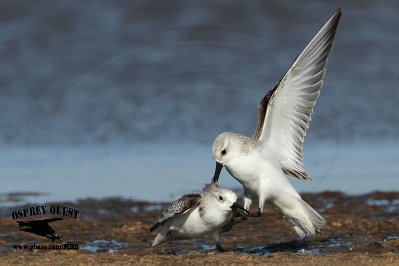_MG_6520 Sanderling.jpg