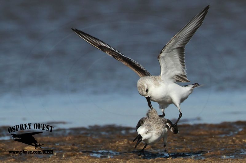 _MG_6521 Sanderling.jpg