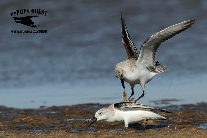_MG_6524 Sanderling.jpg