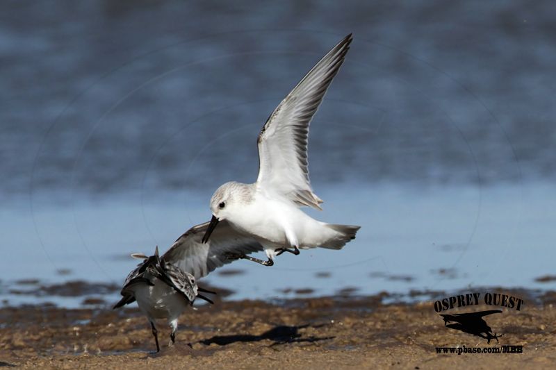 _MG_6539 Sanderling.jpg