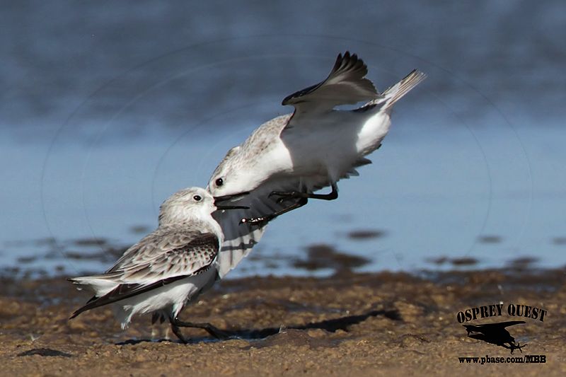 _MG_6540 Sanderling.jpg