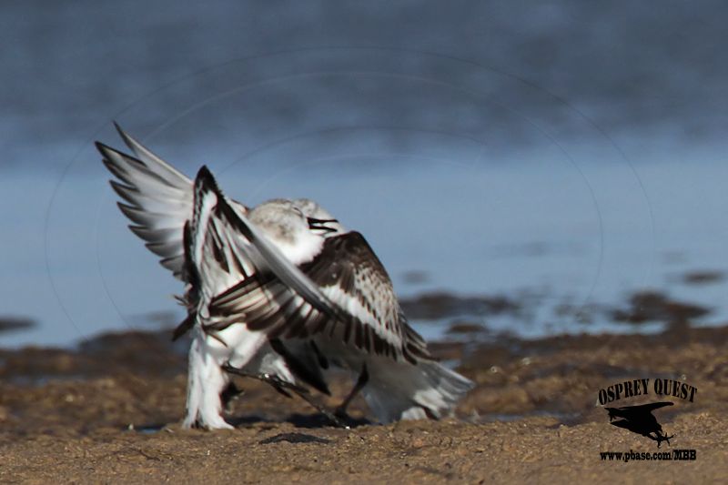 _MG_6541 Sanderling.jpg