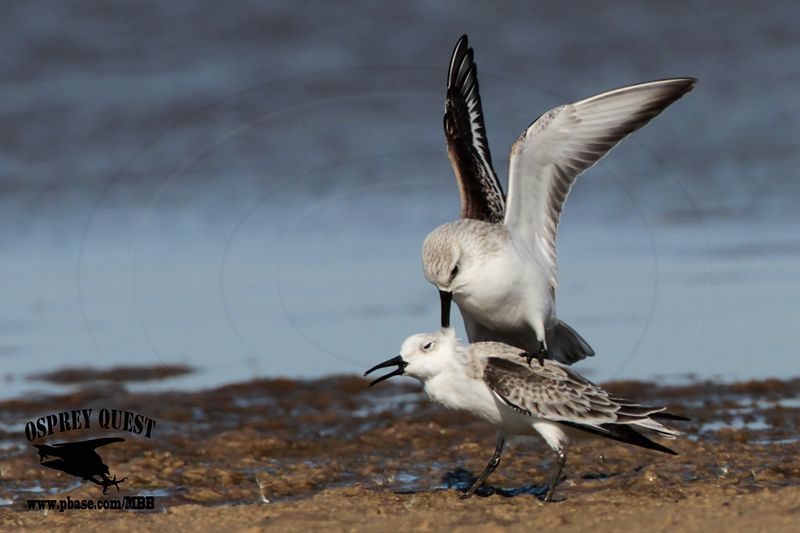 _MG_6546 Sanderling.jpg