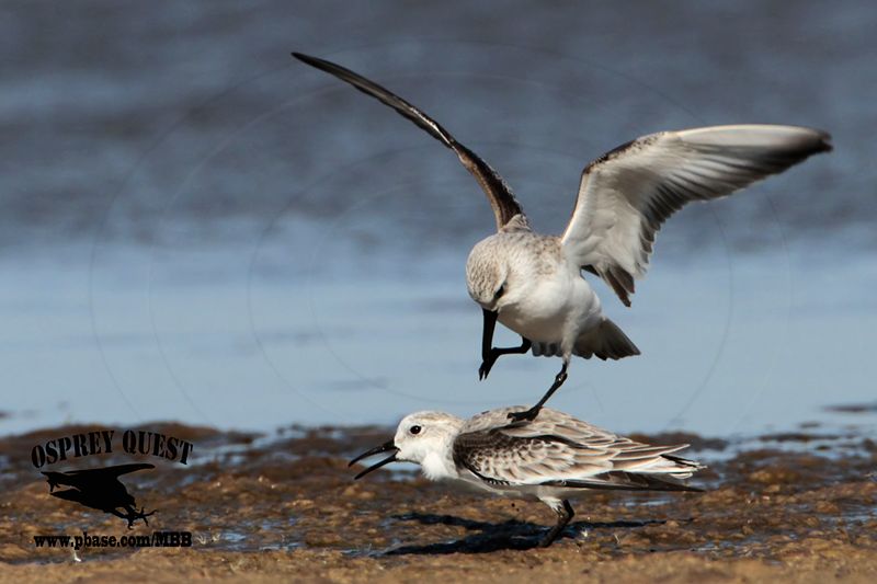 _MG_6550 Sanderling.jpg