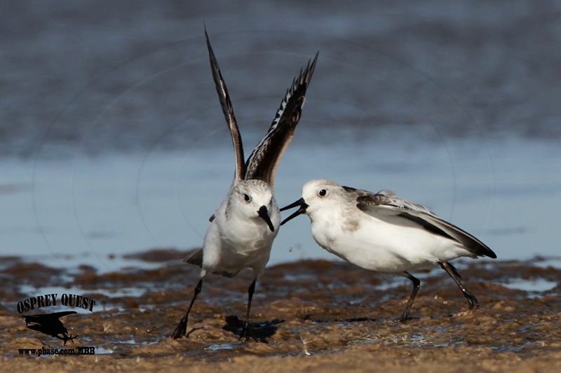 _MG_6554 Sanderling.jpg